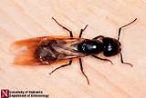 Are All Black Ants Carpenter Ants Pictures