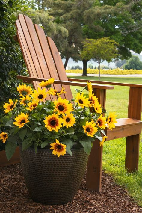 Sunbelievable Sunflower Produces A Nonstop Show Of Cheery Blooms All