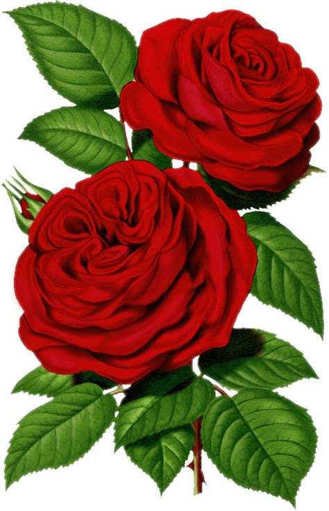 Victorian Red Roses Clipart Full Size Clipart 1312928 Pinclipart