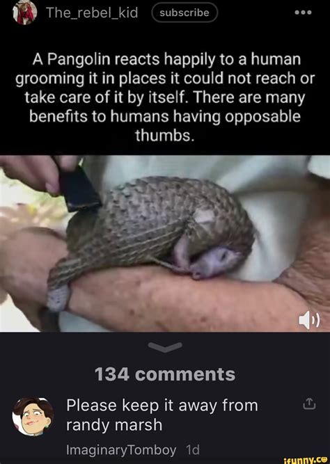 Pangolin Memes Best Collection Of Funny Pangolin Pictures On Ifunny