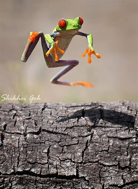 jump by shikhei goh via 500px macro photography red eyed tree frog tree frogs