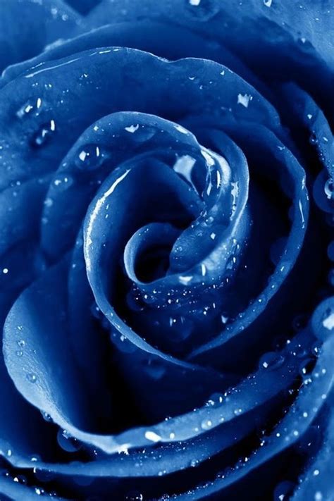 Blue Roses Wallpaper Flower Wallpaper Blue Aesthetic Pastel Flower