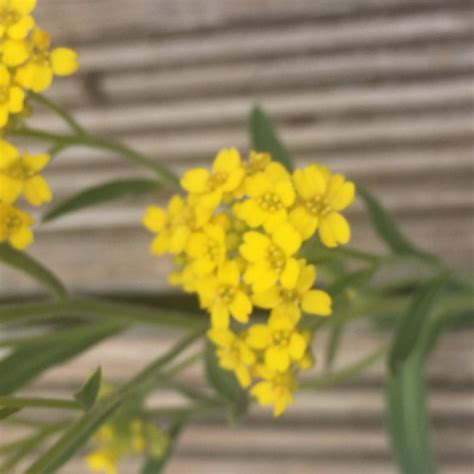 Blumen im garten und blumen an der wand. Pflanze bestimmen? Gelb? (Garten, Pflanzen, Natur)