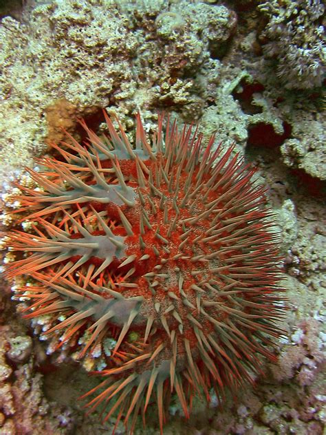 Amazing Facts About Crown Of Thorns Starfish Laughtard