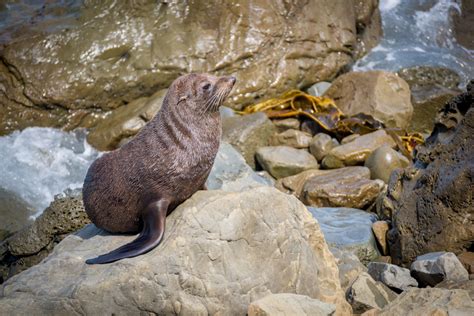 South West New Zealand World Heritage Area Wildlife Location In New