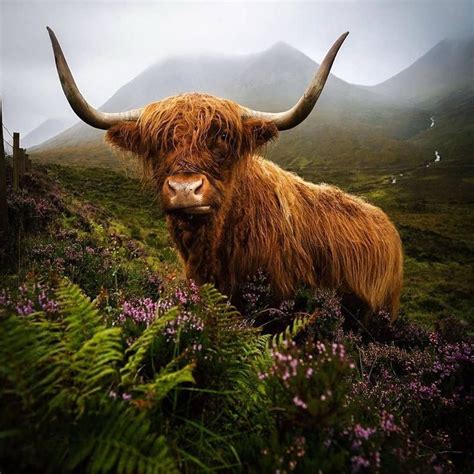 Where To See Highland Cows In Scotland Visitscotland In 2020