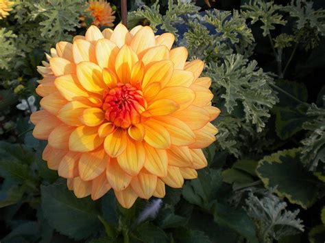 All three options will often yield a great result. 12 Best Herbs and Flowers for Companion Planting With ...