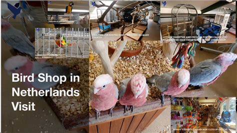 bird shop visit in netherlands 🇳🇱 youtube