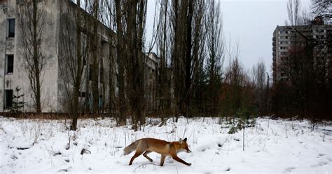 Wolves Of Chernobyl Chernobyl Wolves Are Leaving The Radioactive Area