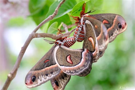 Cecropia Moth Eggs Kim Smith Films