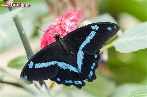 E' uno spettacolo unico ed emozionante quello che potete vivere alla butterfly arc di montegrotto terme, a ridosso dei colli euganei: Casa delle Farfalle, Montegrotto Terme | Cosa vedere ...