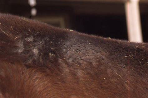 Scratches Rainrot And Other Equine Skin Conditions Heres How To