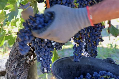 What To Expect During The Grape Harvest In Bordeaux Bordeaux Travel Guide