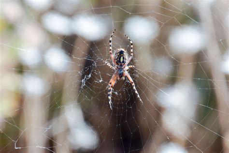 How To Pest Control Spiders Pest Control