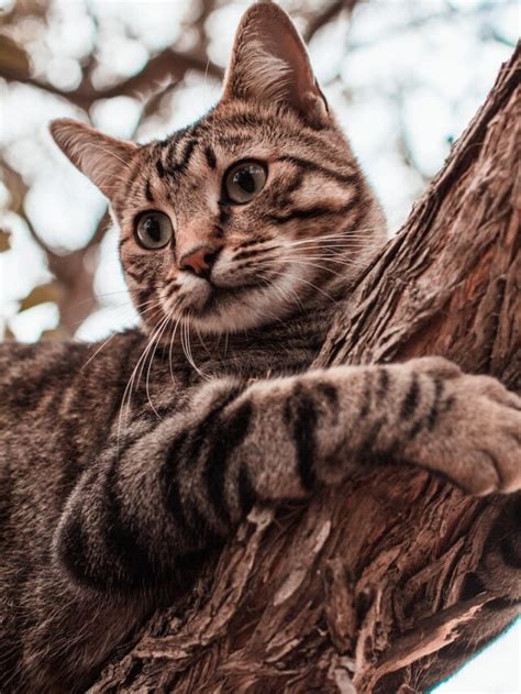 Fascinating Origin Of Tabby Cat Markings