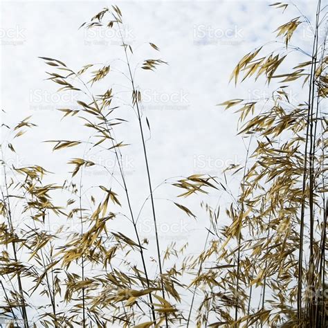 Decorative Grass Seed Heads Drying In Autumn Sunshine Stock Photo