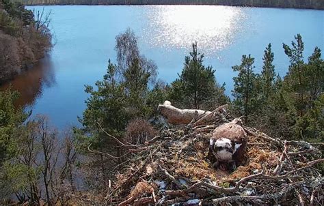 Female Osprey Lays First Egg At Loch Of The Lowes The Scots Magazine