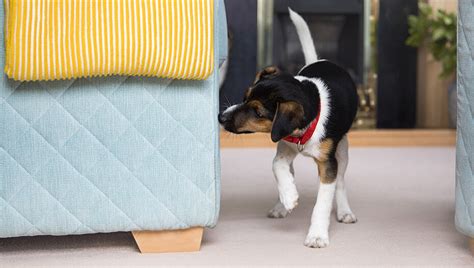 Denn hundebabys werden nicht von alleine stubenrein, sondern brauchen etwas training um zu verstehen, dass die wohnung für die entleerung komplett tabu ist. Welpen stubenrein bekommen: so klappt's | PURINA