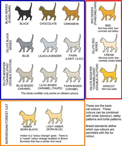 Basic Self Solid Cat Colours Cat Colors Cat Breeds Chart Feline Anatomy