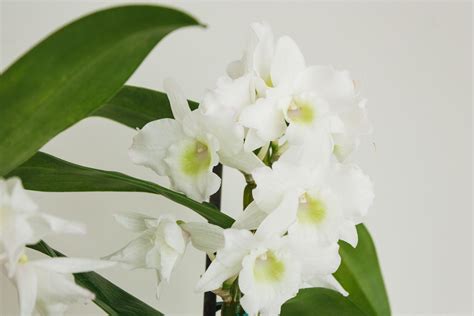 White Dendrobium Orchid Plant Art