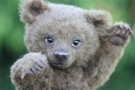 Grizzly Bear Cub By Kimbearlys On Deviantart