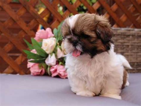 Adorable Kc Reg Shih Tzu Puppies Offer Malta €150