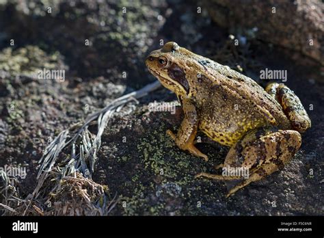 Common Frog Rana Temporaria Sitting On A Stone Stock Photo Alamy