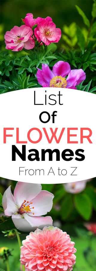 List Of Flower Names From A To Z Gardening Channel