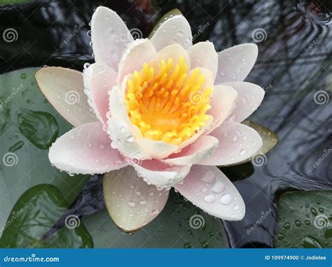 Lagoa Da Almofada De Lírio Com A Flor Cor De Rosa E Amarela Branca Foto