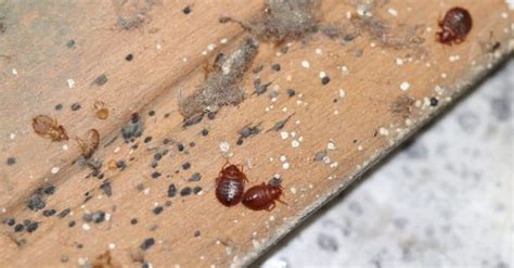 Can Bed Bugs Live In Your Hair Imp World