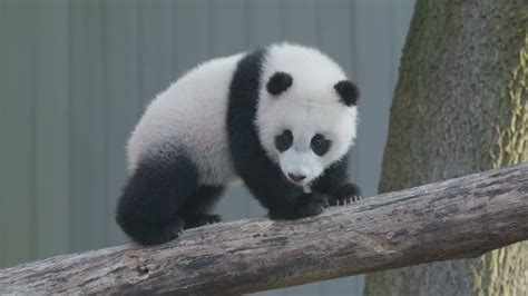 Celebrating 50 Years Of Giant Panda Conservation At Smithsonians