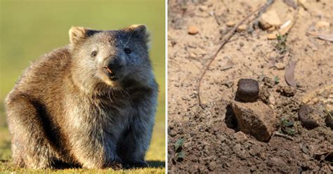 Scientists Finally Discovered Why Wombat Poop Is Cube Shaped 9gag