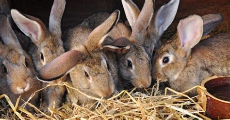 Rabbits can lick humans for the salt secretion in your skin. The 10 Most Popular Bunny Names to Help Inspire Your Choice