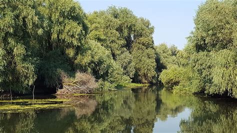 Hd Wallpaper Wild Nature Wildlife Danube Delta Water Exotic