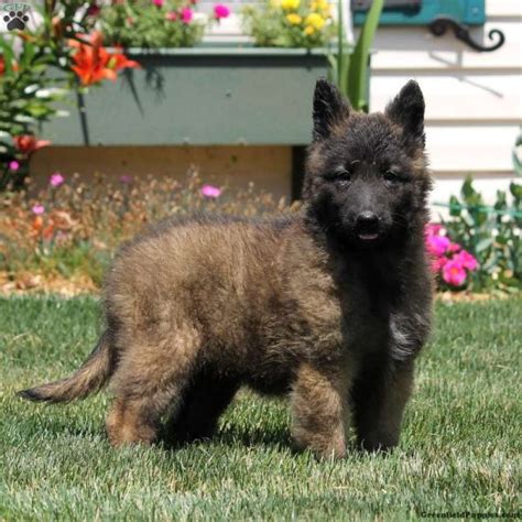 Indigo hill belgians, belgian sheepdog puppies, belgian puppies. Puppies For Sale | Find Your Perfect Puppy at Greenfield ...