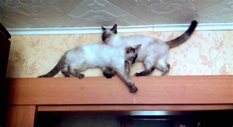 Watch Amusing Video Of Two Cats Trying To Pass Each Other Atop A Narrow
