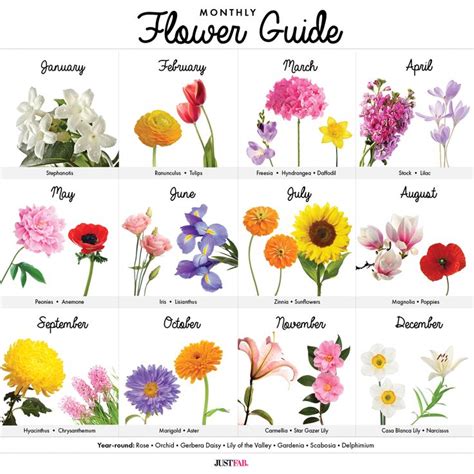 A Visual Guide To Wedding Flowers By Month Birth Flowers Flower