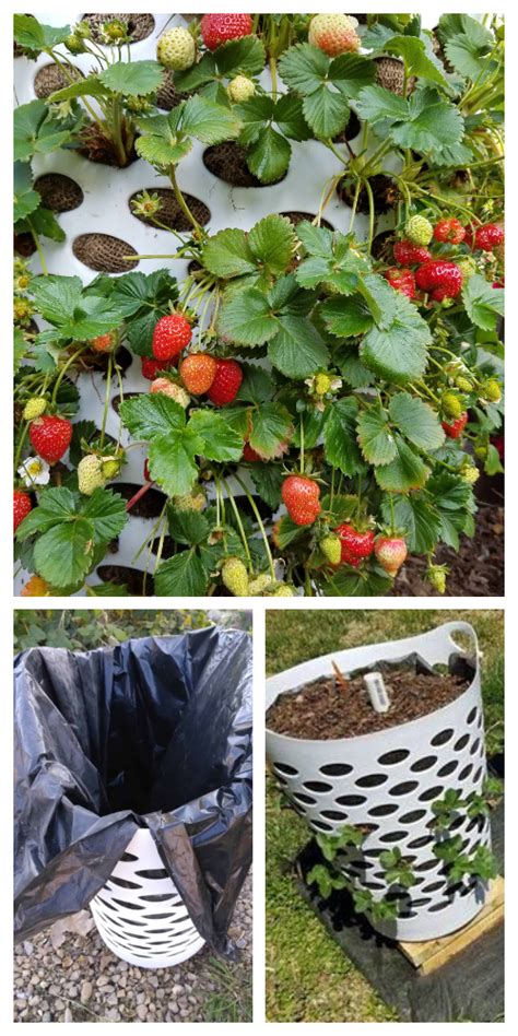 With the large baskets available you can incorporate a mix of vibrant plantings that'll add. Vertical Laundry Basket Strawberry Planter DIY Tutorial ...