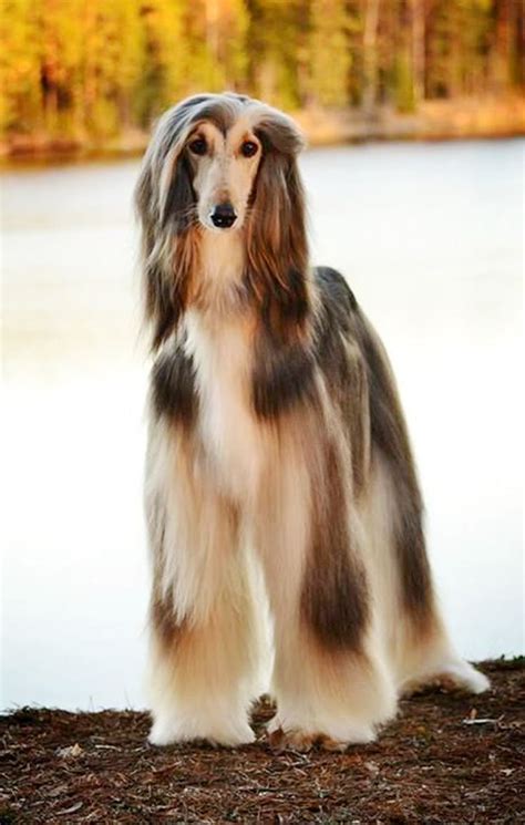 35 Blue Afghan Hound Puppy Photo Bleumoonproductions