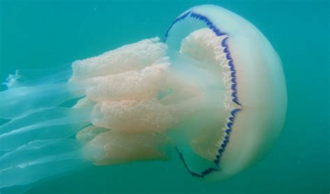 We did not find results for: Jellyfish Are More Than Aimlessly Drifting Bags Of Gelatin ...