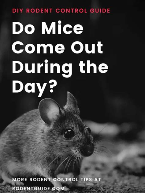 Do Mice Come Out During The Day 5 Reasons Why They Do Diy Rodent Control