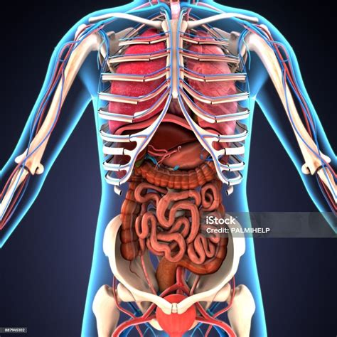 ilustración 3d de los Órganos del cuerpo humano foto de stock y más banco de imágenes de Órgano