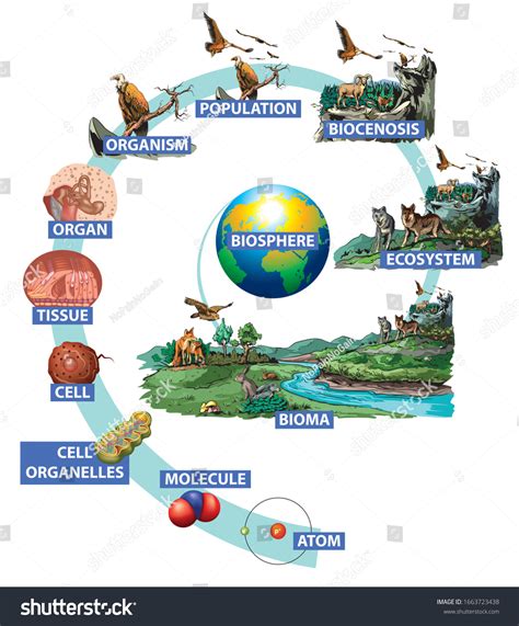 14195 Ecological Organization Images Stock Photos And Vectors