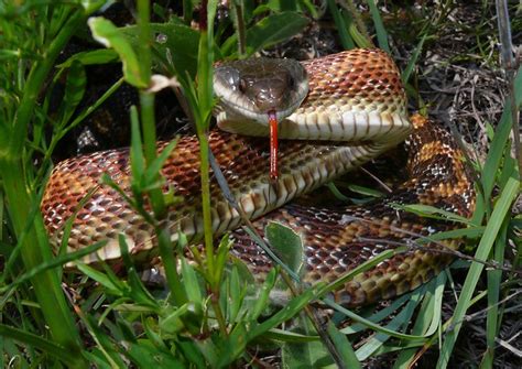 Texas Rat Snake Pantherophis Obsoletus Flickr Photo Sharing