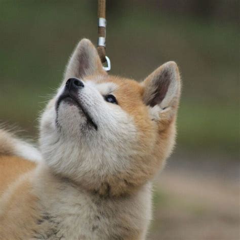 What Are The Differences Between An Akita Inu And A Shiba Inu Get To Discover All The