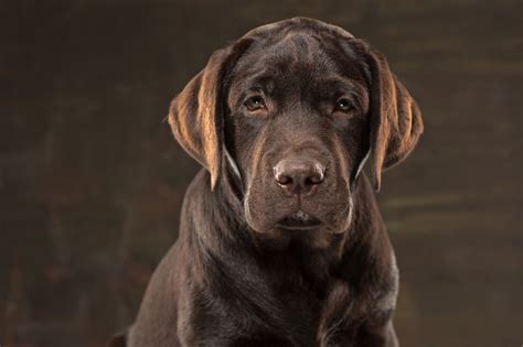 10 Surprising Facts Every Labrador Retriever Owner Should Know
