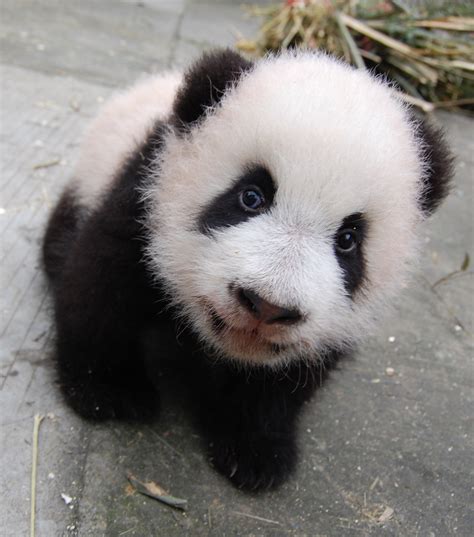 Cute Pandas 16 Adorable Photos To Make Your Day Brighter