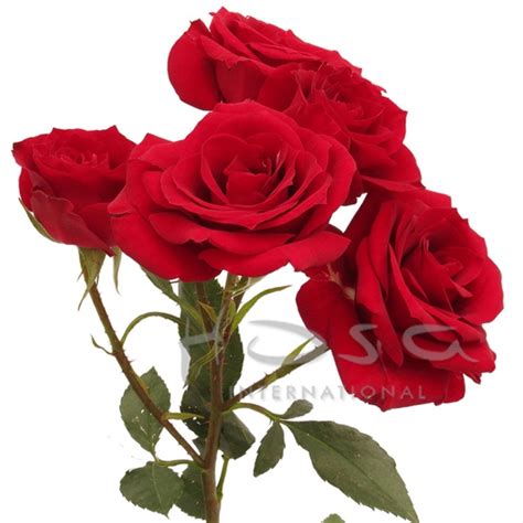 Spray Rose Vision Red Spray Rose Roses Flowers By Category