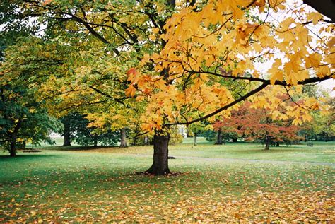 Photos by H: Glorious Autumn Colours Kew 20.1012