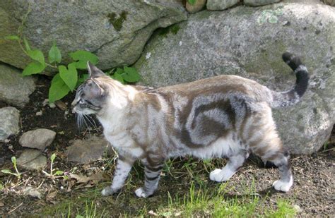 Strips allow you to fantasize in choosing colors. Cat Coat Genetics - Cats Wiki